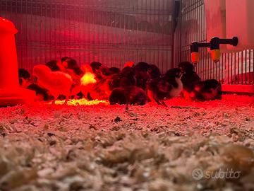 Pulcini marans australorp araucana galline