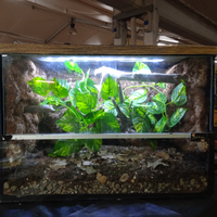 Terrari per lugubris, ciliatus , debdrobates ecc