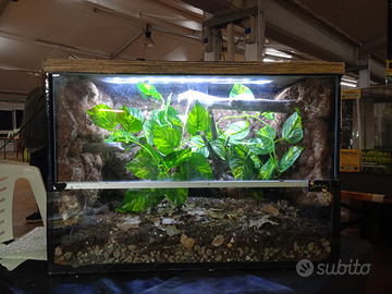 Terrari per lugubris, ciliatus , debdrobates ecc