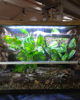 Terrari per lugubris, ciliatus , debdrobates ecc