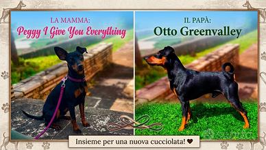 Disponibili cuccioli di zwergpinscher