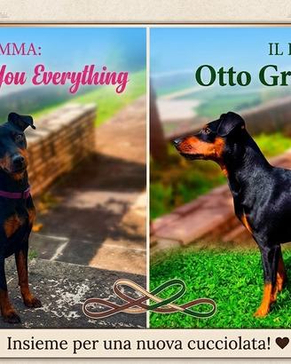 Disponibili cuccioli di zwergpinscher
