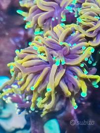 Corallo Euphyllia dragon soul grado A