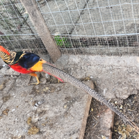 Fagiano Dorato Rosso