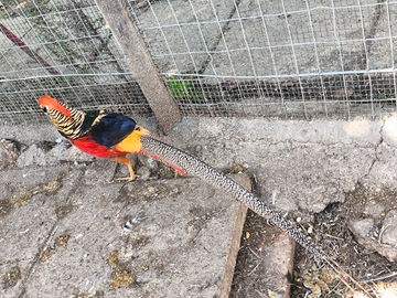 Fagiano Dorato Rosso