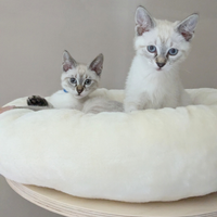 Gattini Siamesi thai Tabby point