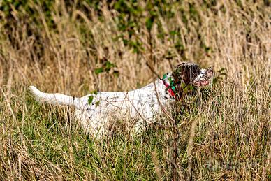 Cucciolone già avviato Setter Inglese