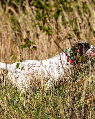Cucciolone già avviato Setter Inglese