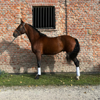 Cavallo Spagnolo Andaluso Iberico