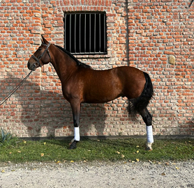 Cavallo Spagnolo Andaluso Iberico