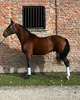 Cavallo Spagnolo Andaluso Iberico