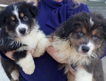 Cuccioli di pastore Australiano