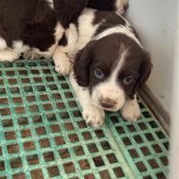 Cuccioli Springer spaniel