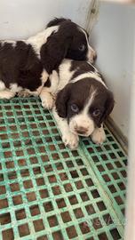 Cuccioli Springer spaniel