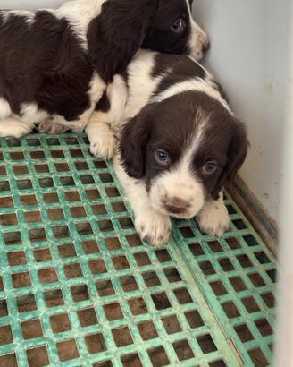 Cuccioli Springer spaniel