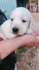 Incrocio tra setter e lagotto