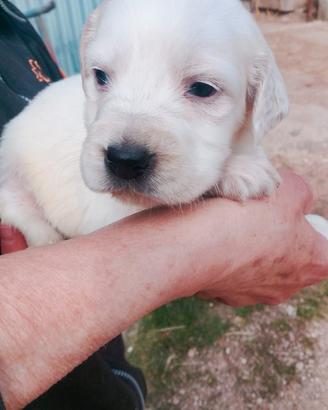 Incrocio tra setter e lagotto