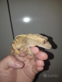 Geco Correlophus ciliatus femmina