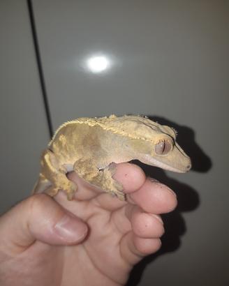 Geco Correlophus ciliatus femmina