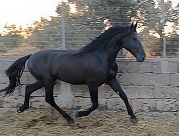 Cavallo Puledro Murgese