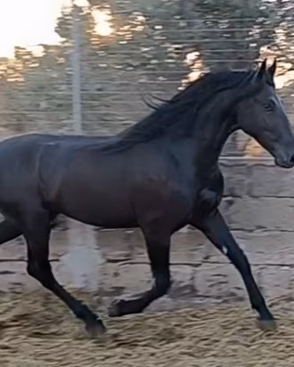 Cavallo Puledro Murgese