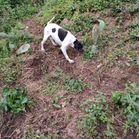 Pointer bianco e nero