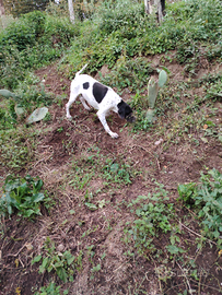 Pointer bianco e nero