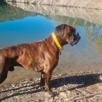 Boxer maschio disponibile per accoppiamento