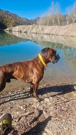 Boxer maschio disponibile per accoppiamento