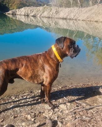 Boxer maschio disponibile per accoppiamento