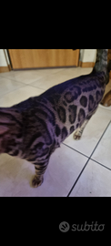 Gatto bengala