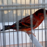 Ibrido f1 cardinalino del venezuela con canarina