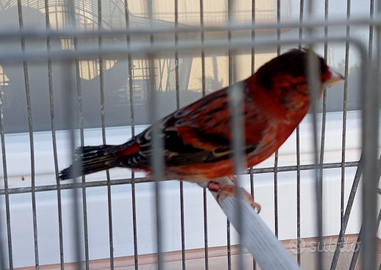 Ibrido f1 cardinalino del venezuela con canarina