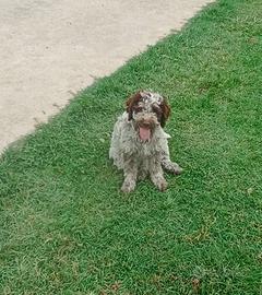Femmine di lagotto romagnolo