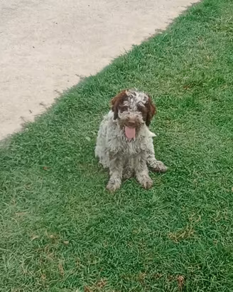 Femmine di lagotto romagnolo