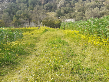 Terreno coltivabile