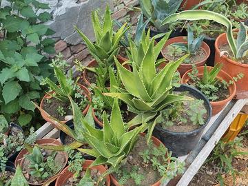 aloe arbrescens