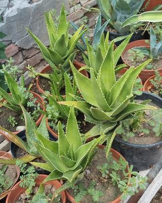 aloe arbrescens
