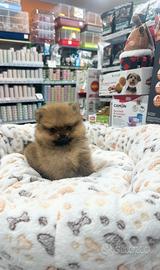 Spitz di Pomerania Toy