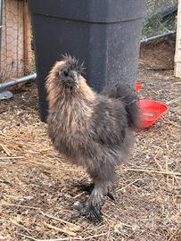 Gallo giovane di moroseta puro