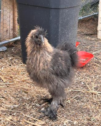 Gallo giovane di moroseta puro