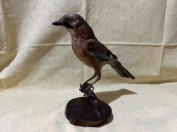 Ghiandaia inbalsamata