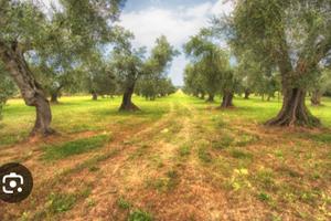Uliveto a gonnosfanadiga