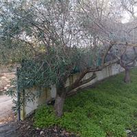 albero ulivo
