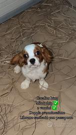 Cavalier king
