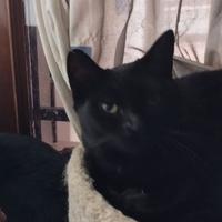 Gatto nero castrato 2 anni