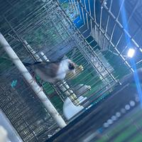 Cardellino femmina 2024