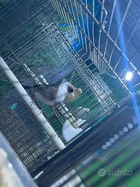 Cardellino femmina 2024