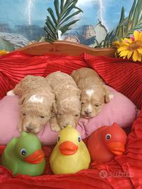 Piccoli Nuova Cucciolata Maltipoo Albicocca