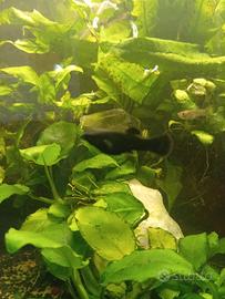 Coppia di Molly+un platy